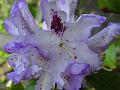2008-0509_1515_Rhododendrons_25,7_C